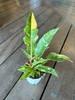 Philodendron Ring of Fire