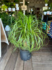 Ponytail Palm