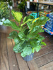 Ficus Lyrata - Fiddle Leaf Bush
