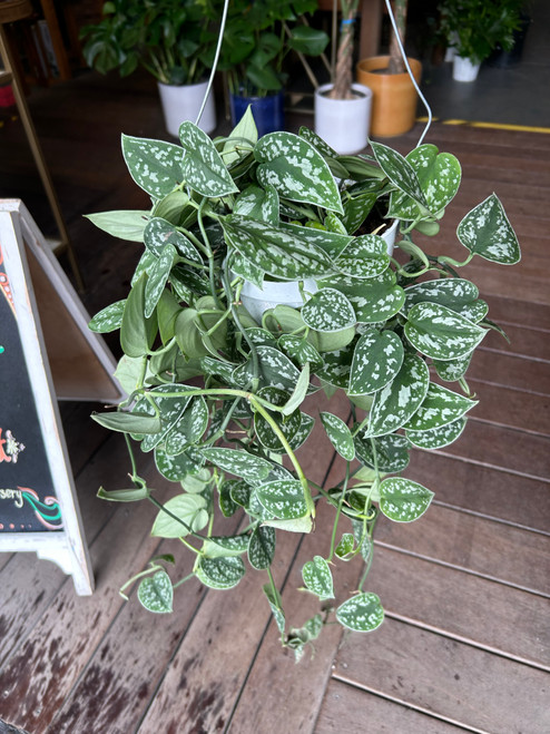 Scindapsus (Satin Pothos)
