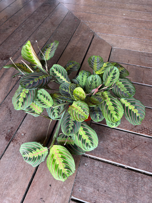 Red Maranta
