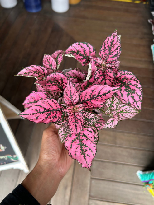 Hypoestes (Polka Dot Plant)