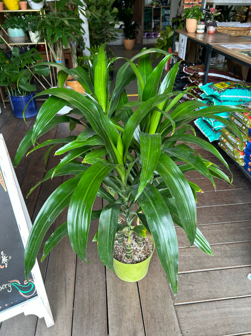 Dracaena Elegance Lisa
