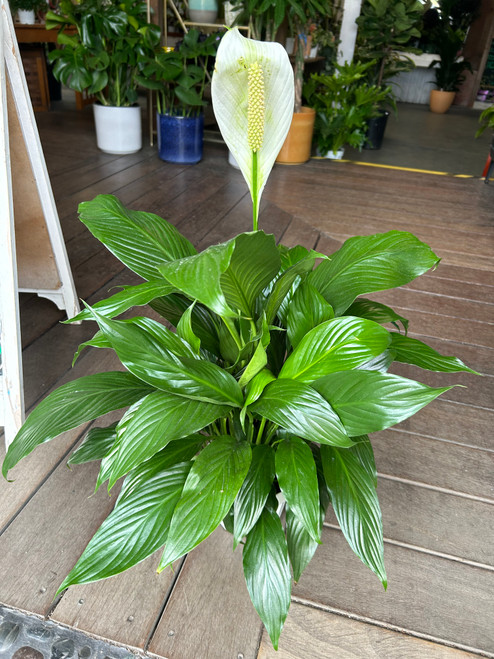Spathiphyllum Dario - Peace Lily