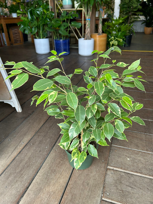 Ficus Benjamina Spearmint