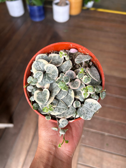 String of Hearts, Variegated