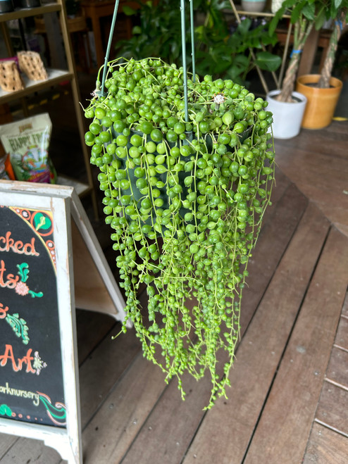 String of Pearls