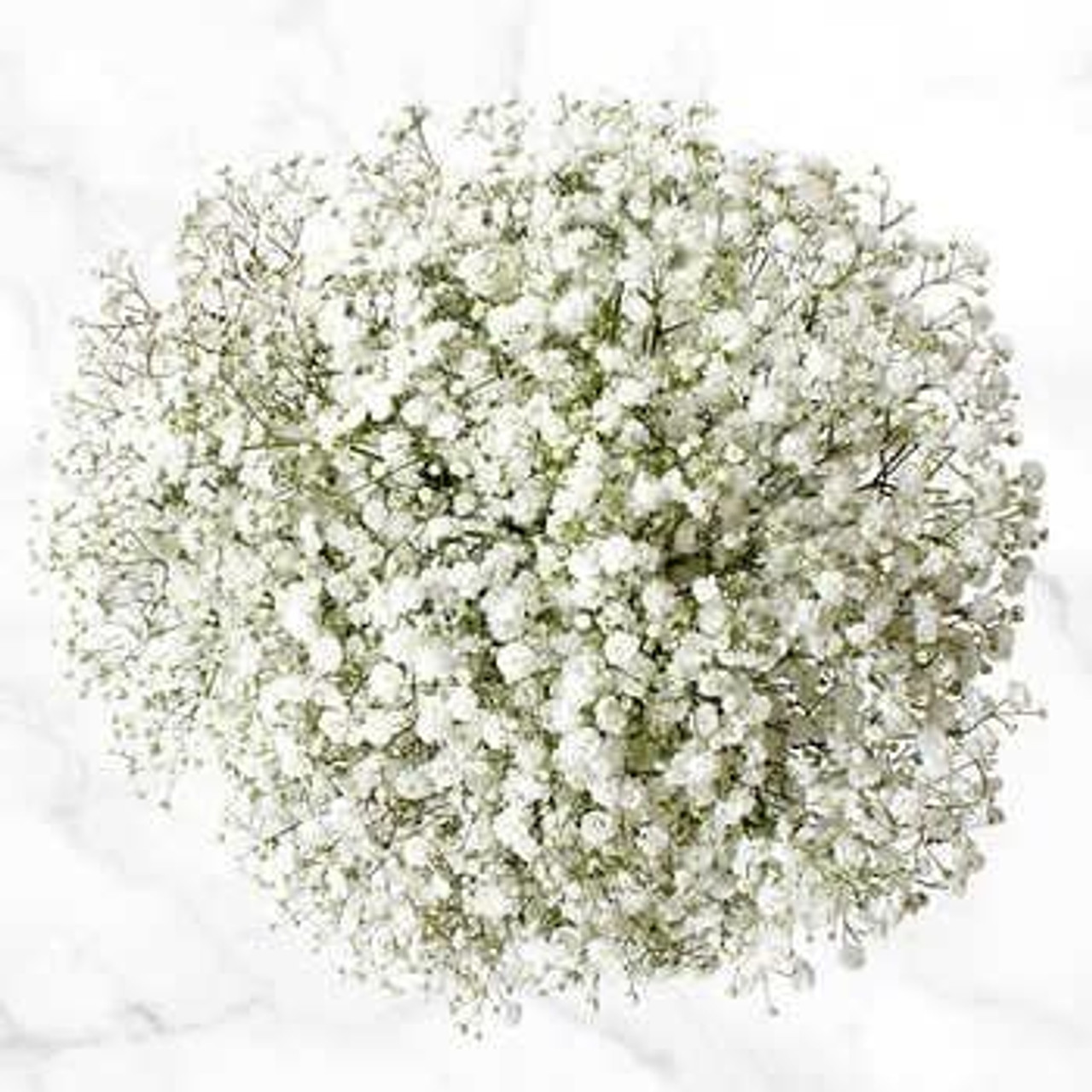 March 2017 Weed of the Month: Baby's Breath