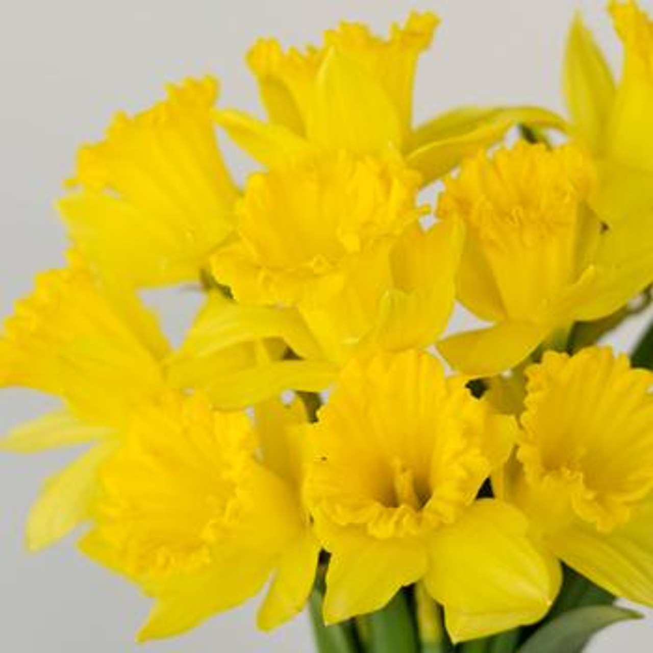 Daffodil Delight at From You Flowers