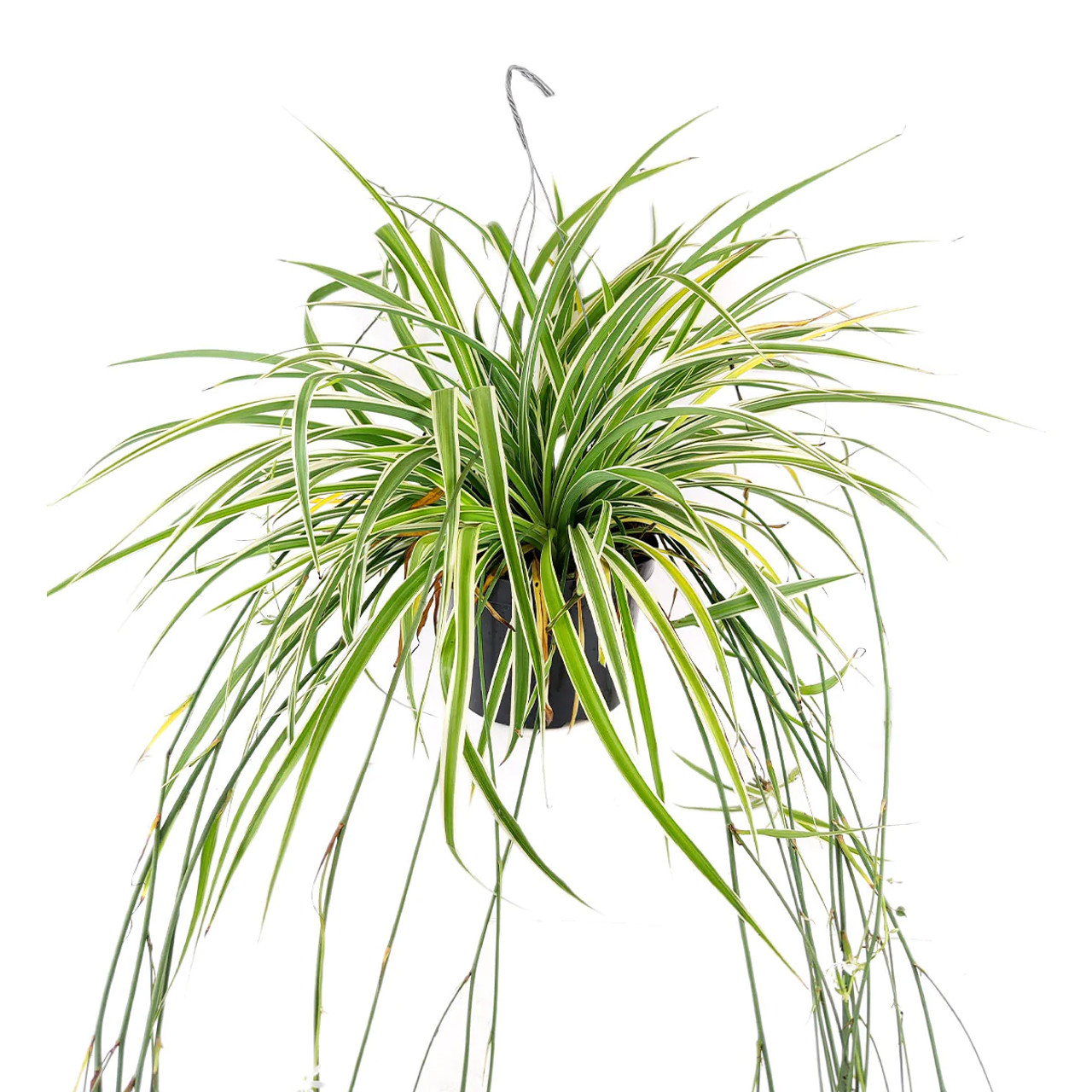 Spider Plant - 10 hanging basket – Shelley's Garden Center