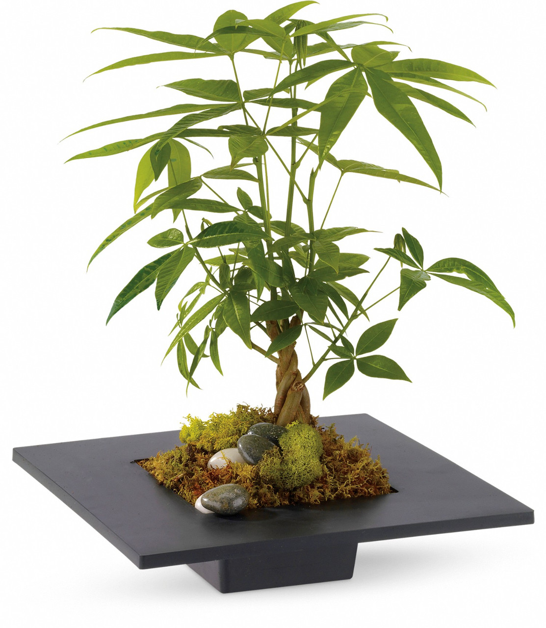 Money Tree Plant