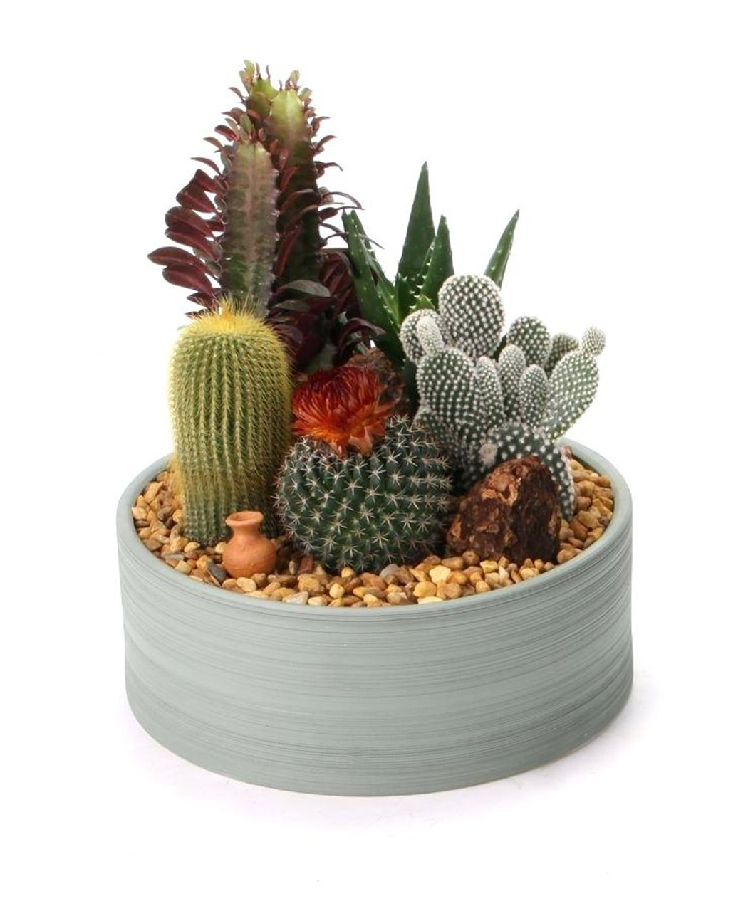 Stately Croton