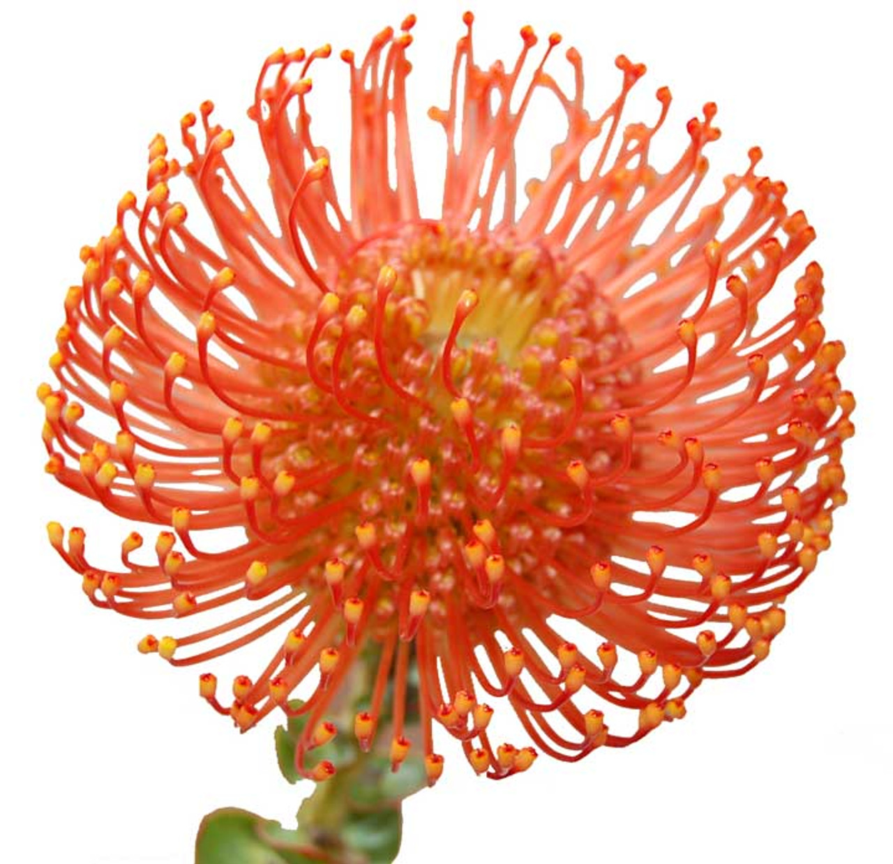 Pin Cushion Protea 10 Single Stems Soderberg S Floral And Gift