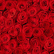 ​Valentine's Day and Roses: A Match Made in Heaven