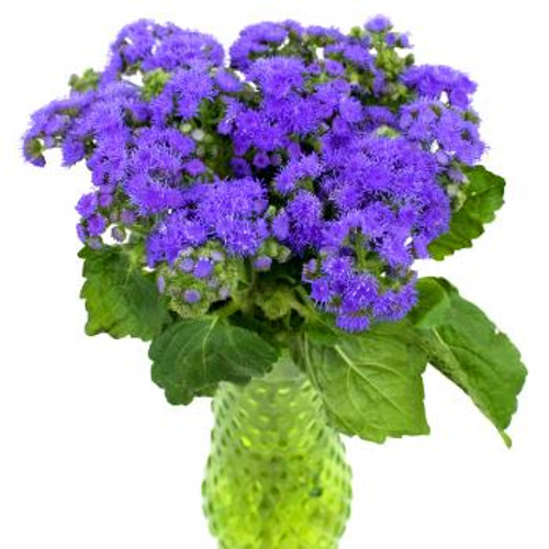 Ageratum  ~ Sold By The Single Stem~ Available Summer