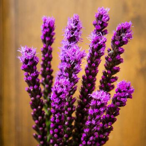 Liatris ~ Sold By The Single Stem