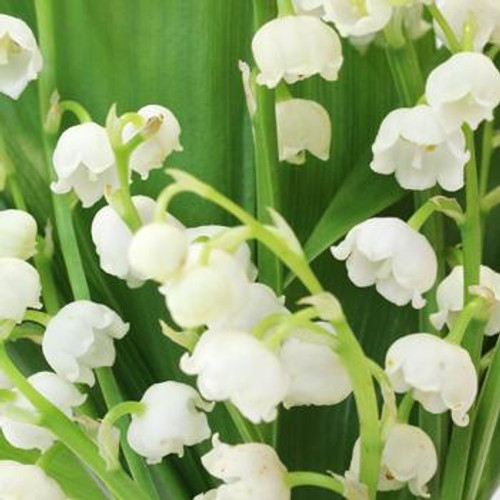 Lily of the Valley ~ Sold By The Single Stem