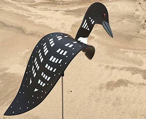 Loon Bird Dancing Birds Loon Bird Dancing Birds