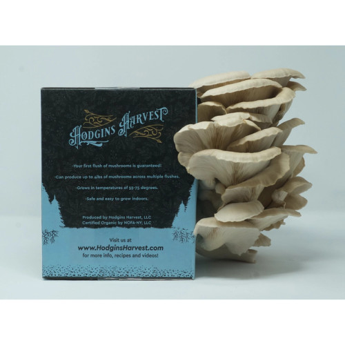 Organic Oyster Mushroom Grow Kit Organic Oyster Mushroom Grow Kit