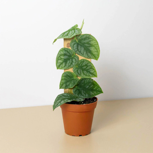 Monstera 'Dubia' (Shingle Plant) Specialty Plant~ Subject To Availability