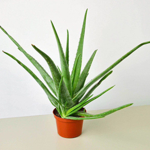 Aloe Vera House Plant  ~ Subject To Availability