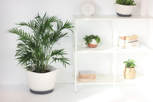 Plant Basket Dark Grey and White Cotton Rope Plant Basket Dark Grey and White Cotton Rope