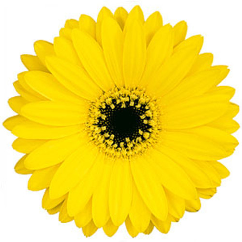 Mini Gerbera Daisy 12 Stem Minimum  LOCAL/MPLS DELIVERY ONLY