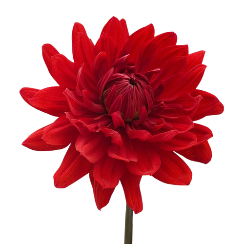 Dahlia 5 stem bunch  LOCAL/MPLS DELIVERY ONLY