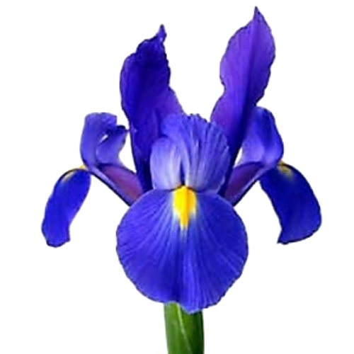 Blue/Purple  Iris   - 5 Stems Bunch- LOCAL/MPLS DELIVERY ONLY