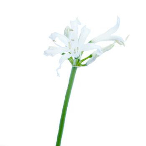 Nerine Lily ~ Sold By The Single Stem