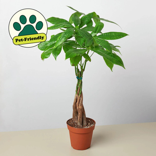 Money Tree 'Guiana Chestnut' Pachira Braid House Plant ~ Subject To Availability