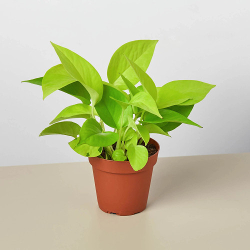 Pothos 'Neon' House Plant~ Subject To Availability