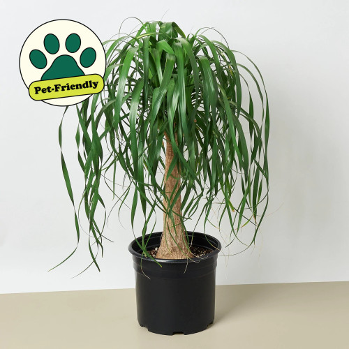 Palm 'Ponytail' House Plant ~ Subject To Availability