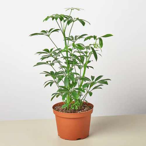 Schefflera Arboricola House Plant ~ Subject To Availability