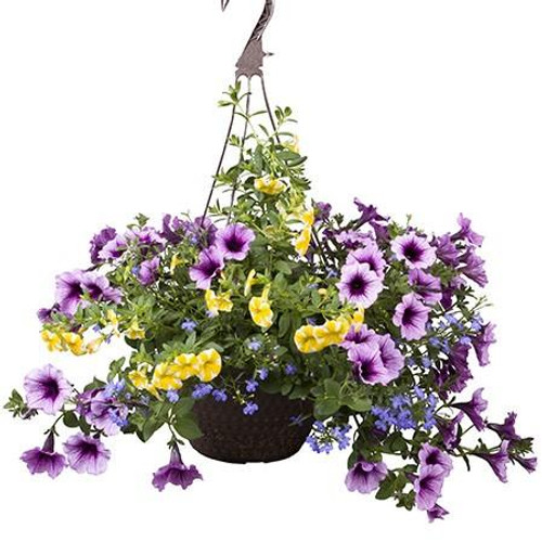 10" Outdoor Hanging Basket Bahama Beach Mix | Mpls/St Paul Delivery Only