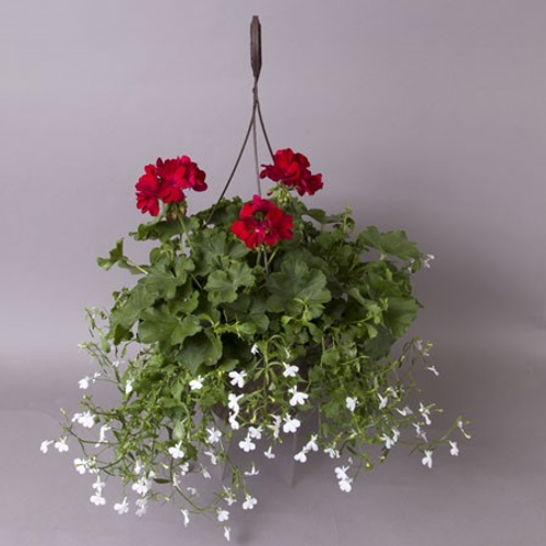 10" Outdoor Hanging Basket  Geranium Red Combo |  Mpls/St Paul Delivery Only