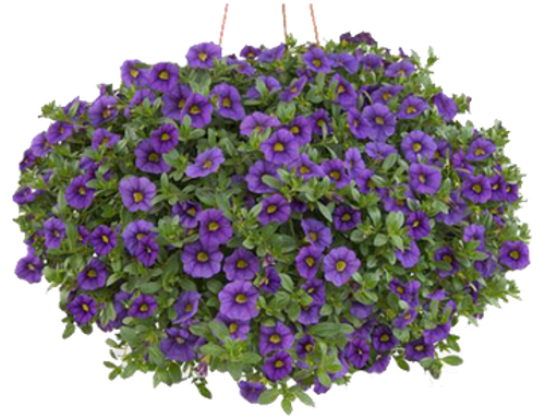 12" Outdoor Hanging Petunia Basket | Mpls/St Paul Delivery Only