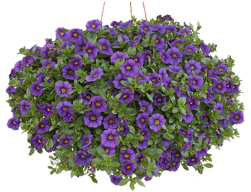 12" Outdoor Hanging Petunia Basket | Mpls/St Paul Delivery Only