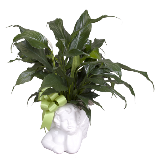 Soderberg's Exclusive Angel Planter with Peace Lily