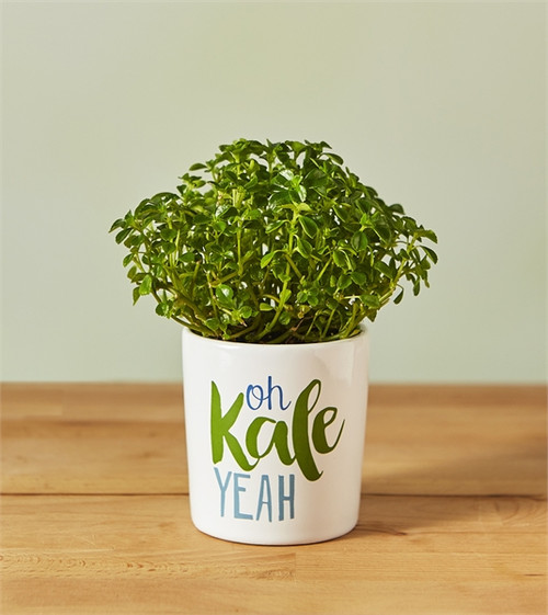 Oh Kale Yeah Mini Planter