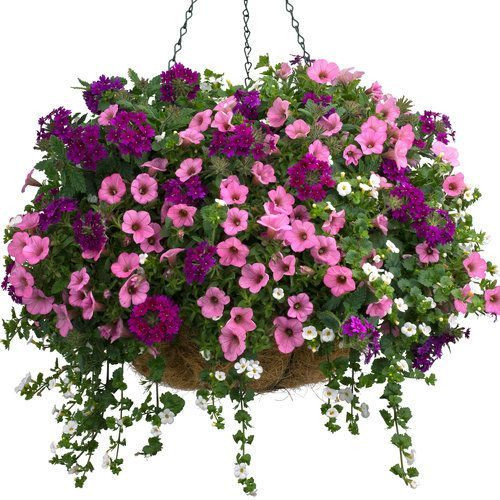 14"Outdoor Awesome Hanging Annual Baskets- Mpls/St Paul Delivery Only