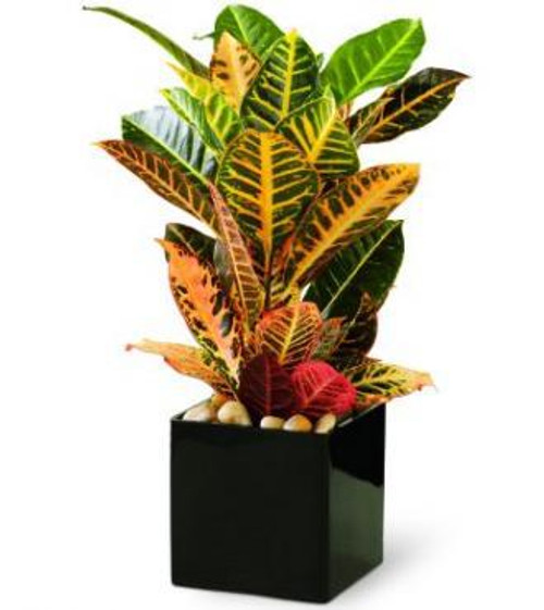 Croton Plant