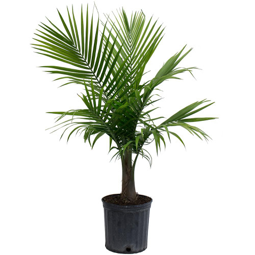 Majasty Palm