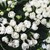 Bouvardia  Flower ~Sold By The Single Stem