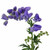 Monkshood ~ Sold By The Single Stem~ Available Summer