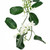 Stephanotis ~ Sold By The Single Stem- Special Order ONLY
