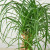 Palm 'Ponytail' House Plant ~ Subject To Availability