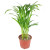 'Areca' Palm Specialty Plant~ Subject To Availability