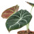 Alocasia Reginula 'Black Velvet' Specialty Plant~ Subject To Availability
