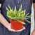 Rats Tail Cactus House Plant ~ Subject To Availability